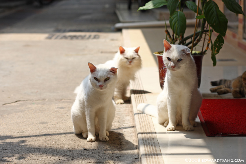 2 三只白猫在开会. 我见到小fancy的未来 :p